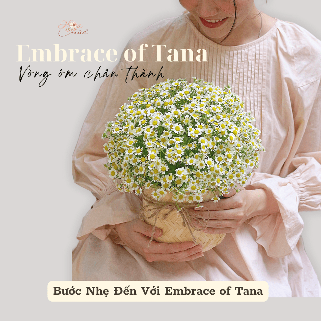 Câu chuyện giỏ hoa Cúc Tana – Embrace of Tana