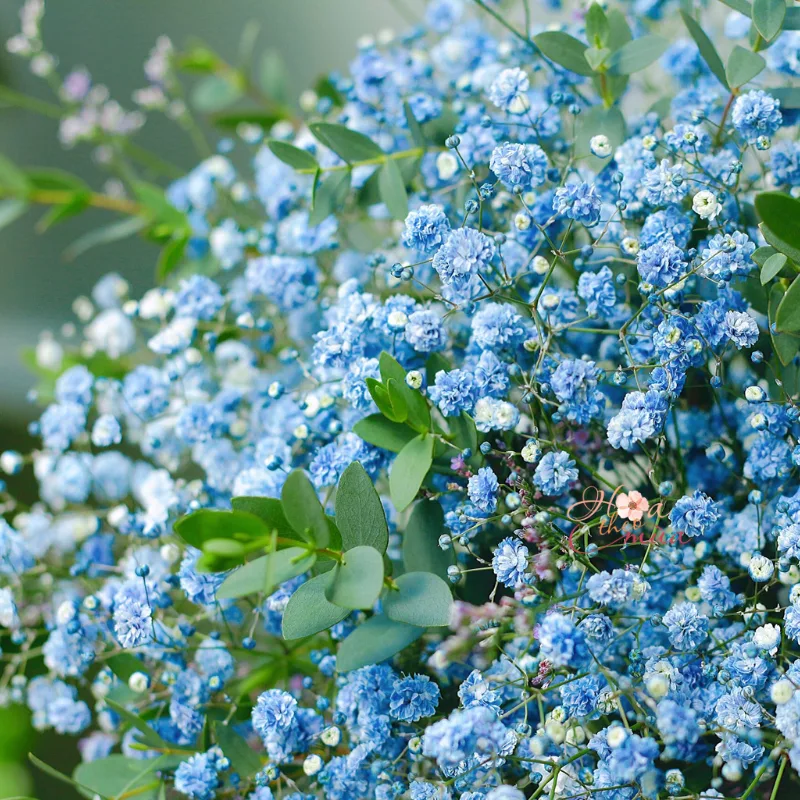Daily Flower 24 – Hoa Baby xanh dương mix Sao tím