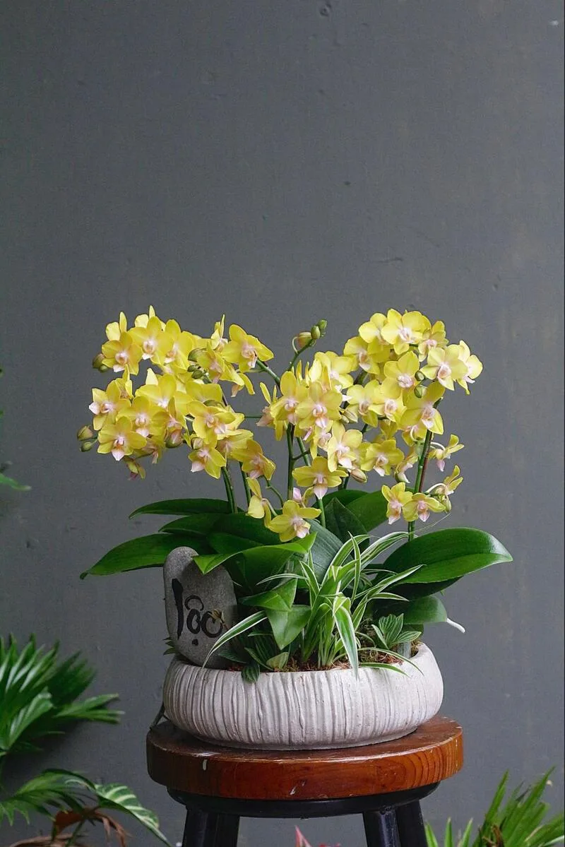 hoa chúc mừng 8 3 hoa chúc mừng 8 3