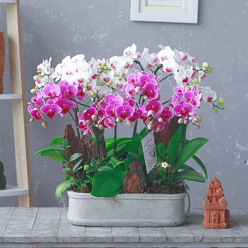 hoa khai trương sang trọng hoa khai trương sang trọng