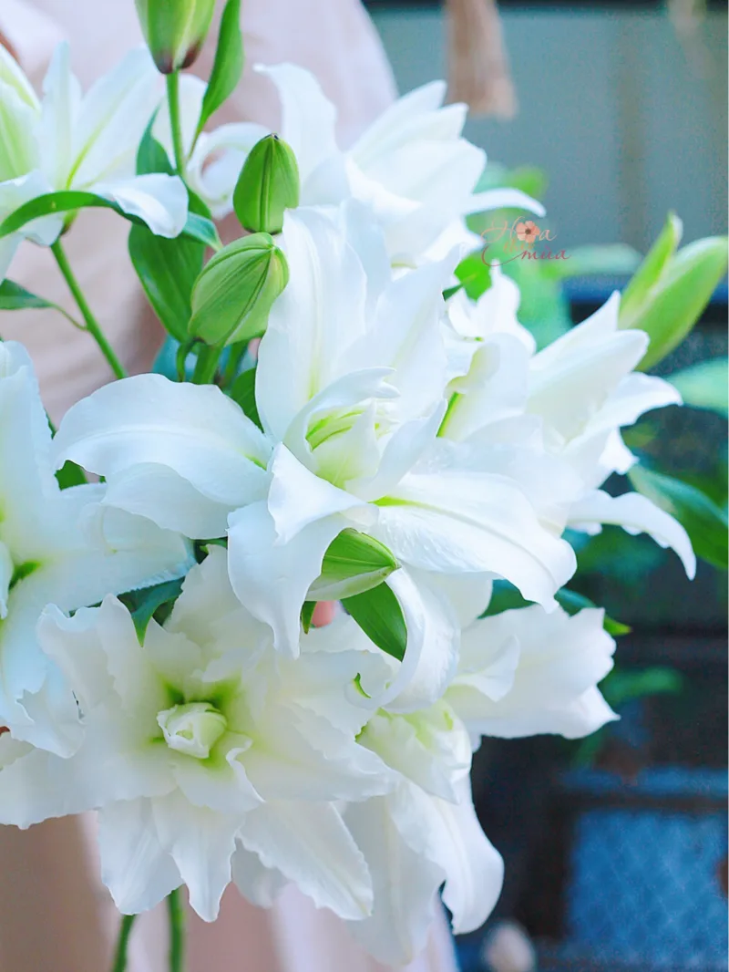 hoa mừng khai trương hoa mừng khai trương