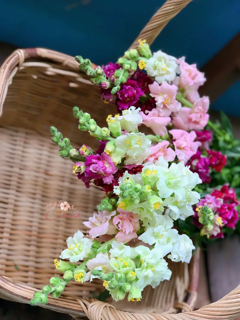 hoa khai trương đẹp hoa khai trương đẹp