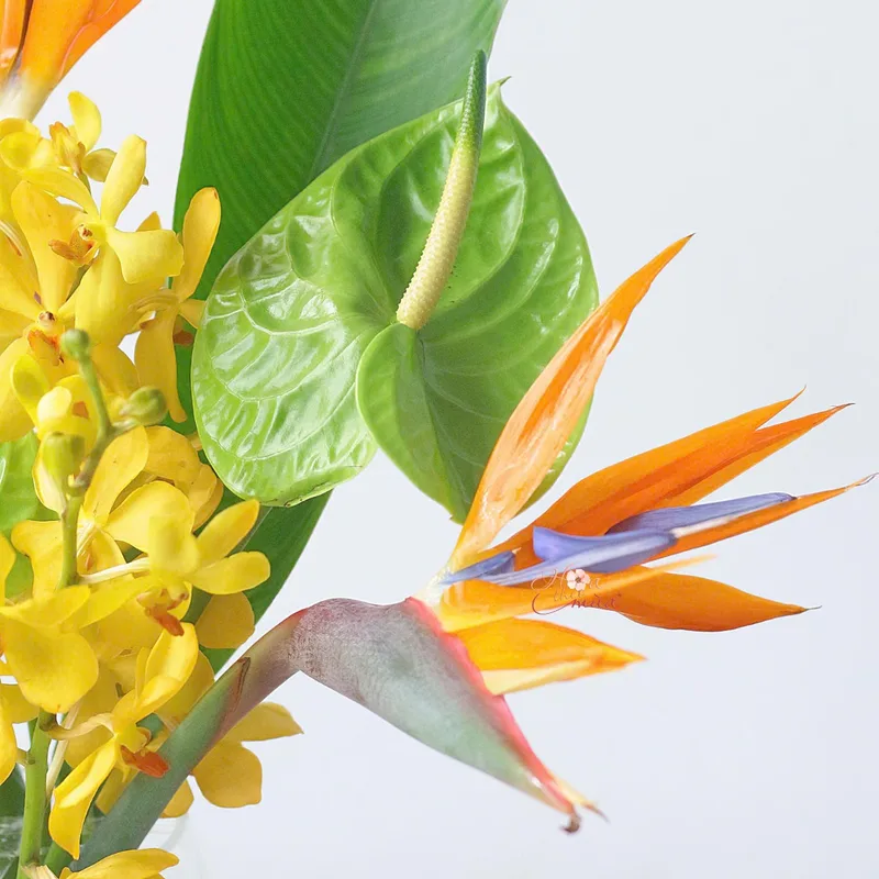 hoa tặng khai trương hoa tặng khai trương