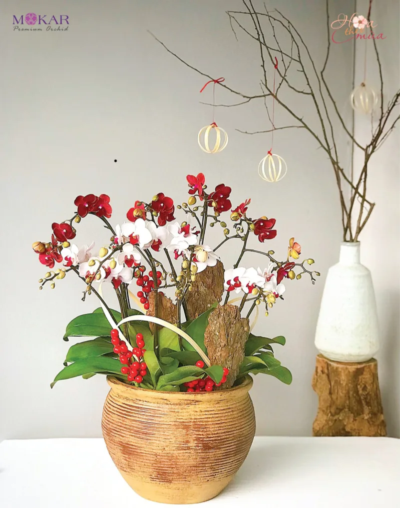 chậu lan hồ điệp đẹp chậu lan hồ điệp đẹp