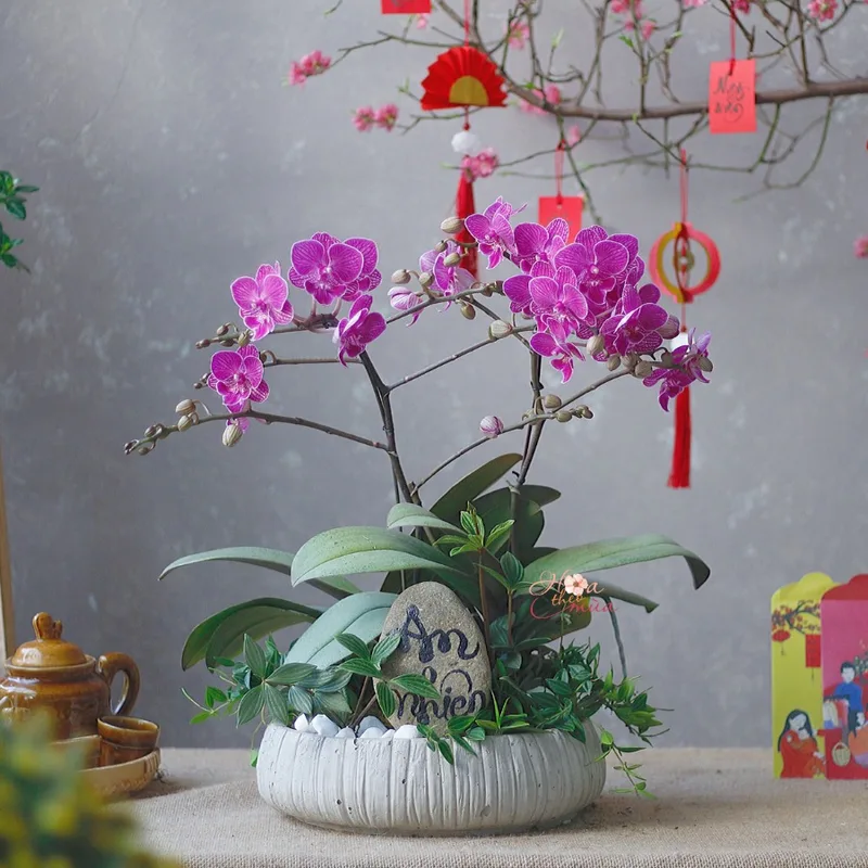 hoa lan chậu hoa lan chậu
