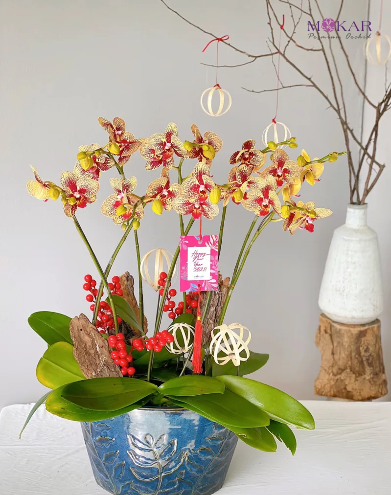chậu hoa lan đẹp chậu hoa lan đẹp