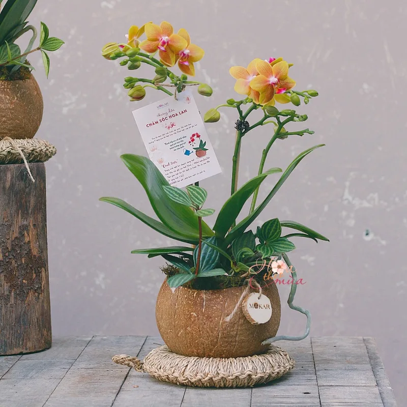 chậu hoa lan giá rẻ chậu hoa lan giá rẻ