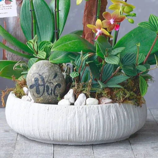 lan ho diep tieu canh tron 3 goc 3