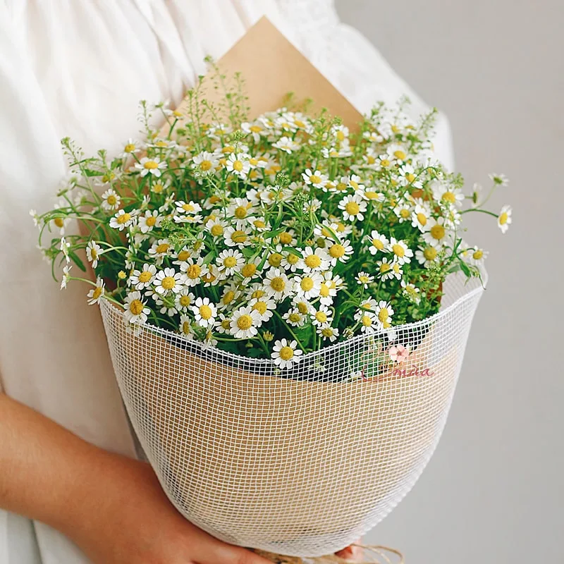 Hoa Cúc Tana mix Greenbell bó mộc xinh xắn