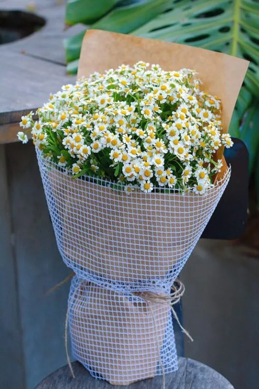 Bó mộc Cúc Tana