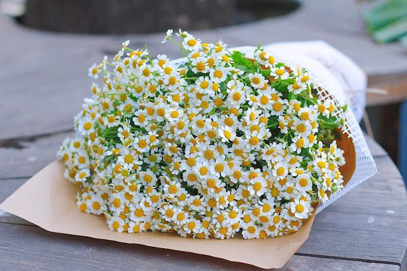 Bó hoa cúc Tana bó mộc