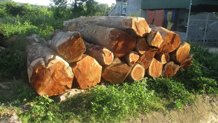 cách ghép lan vào gỗ cách ghép lan vào gỗ
