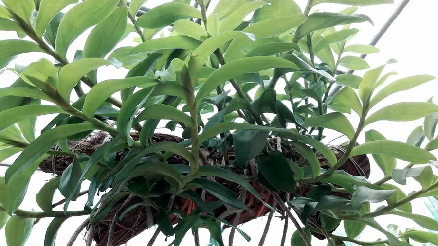 cách ghép lan vào gỗ cách ghép lan vào gỗ