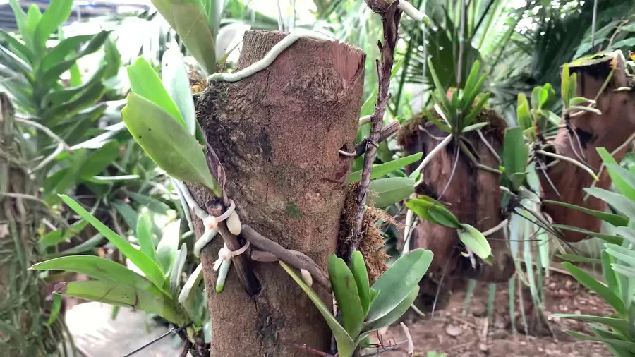 Cách ghép lan vào gỗ