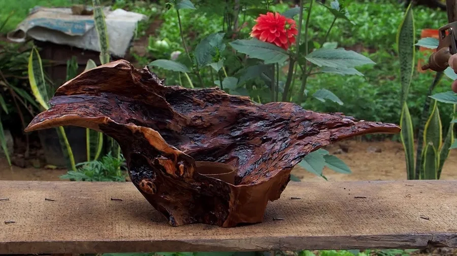 ghép lan lên gỗ ghép lan lên gỗ