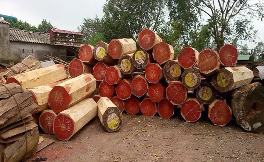 ghép lan lên gỗ ghép lan lên gỗ