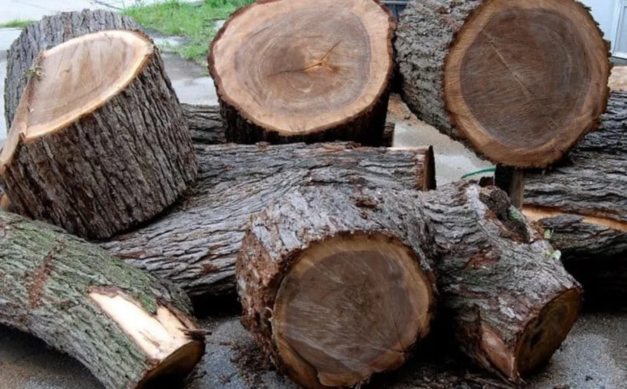 Ghép lan lên gỗ ghép lan lên gỗ