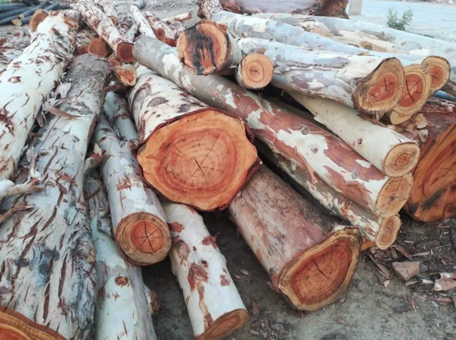 ghép lan lên gỗ ghép lan lên gỗ