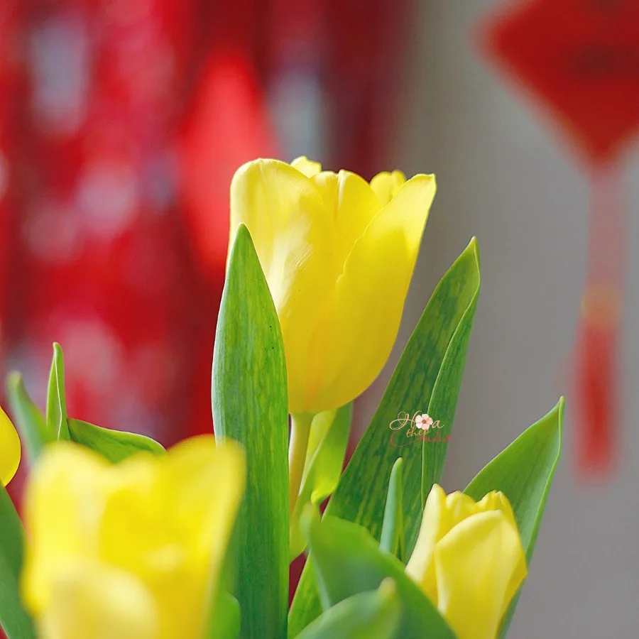 bó hoa 8 3 tặng mẹ bó hoa 8 3 tặng mẹ