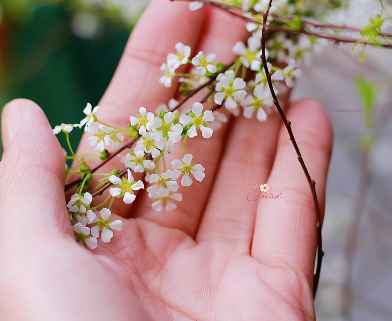 Hoa tuyết mai