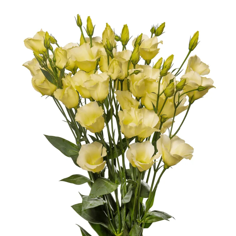 Cát tường màu vàng