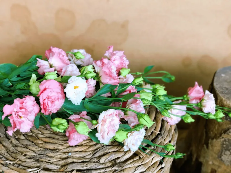 Ý nghĩa của hoa cát tường trong đời sống