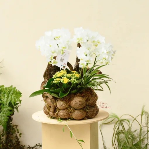 Lan An Nhiên 2 gốc