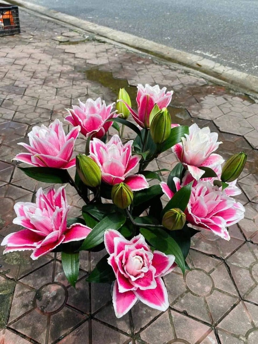 hoa tặng mẹ đẹp
