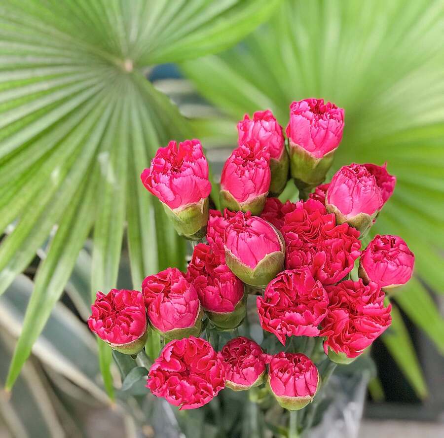 hoa tặng mẹ đẹp
