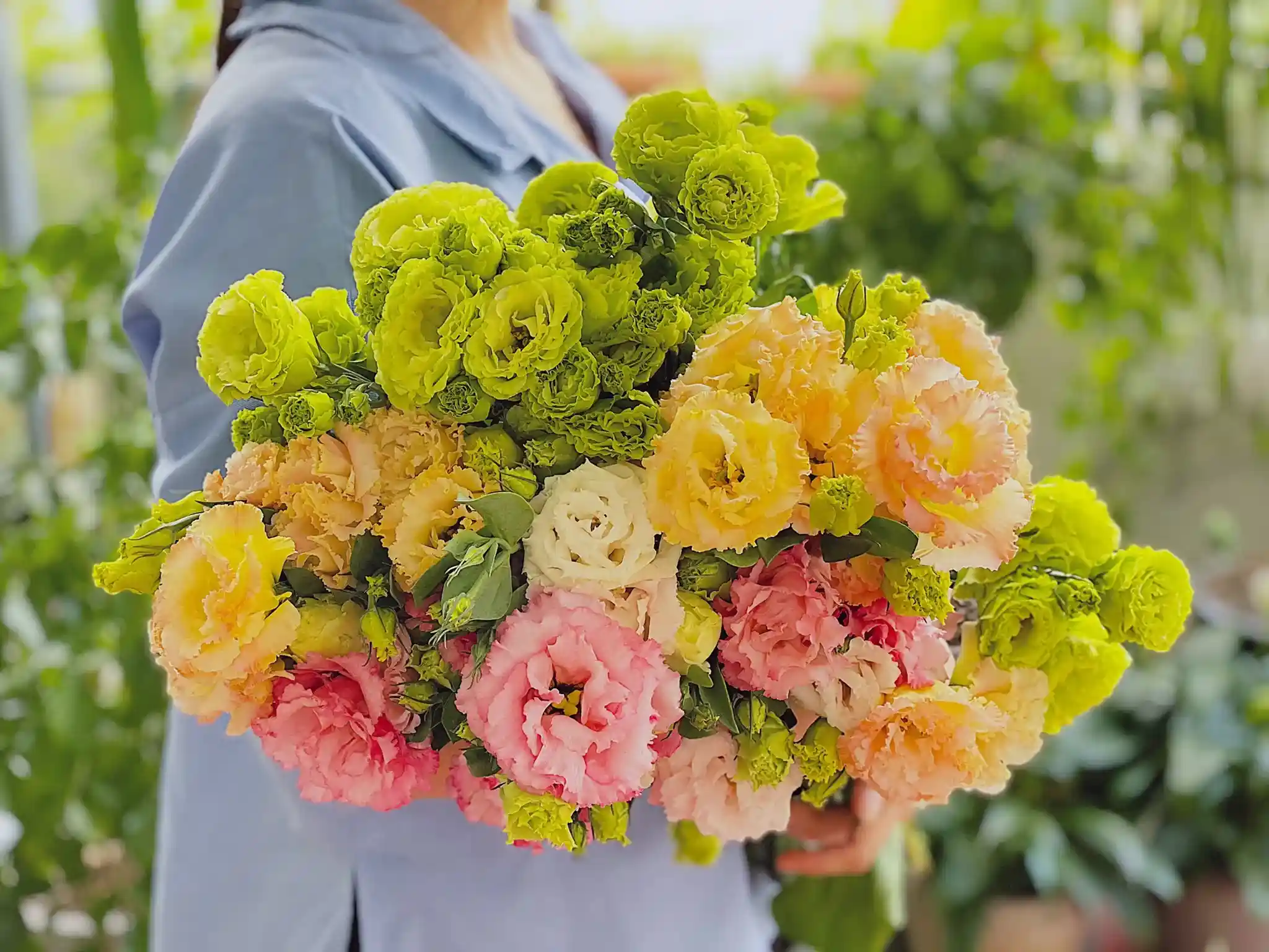 Hoa Cát Tường tặng người yêu
