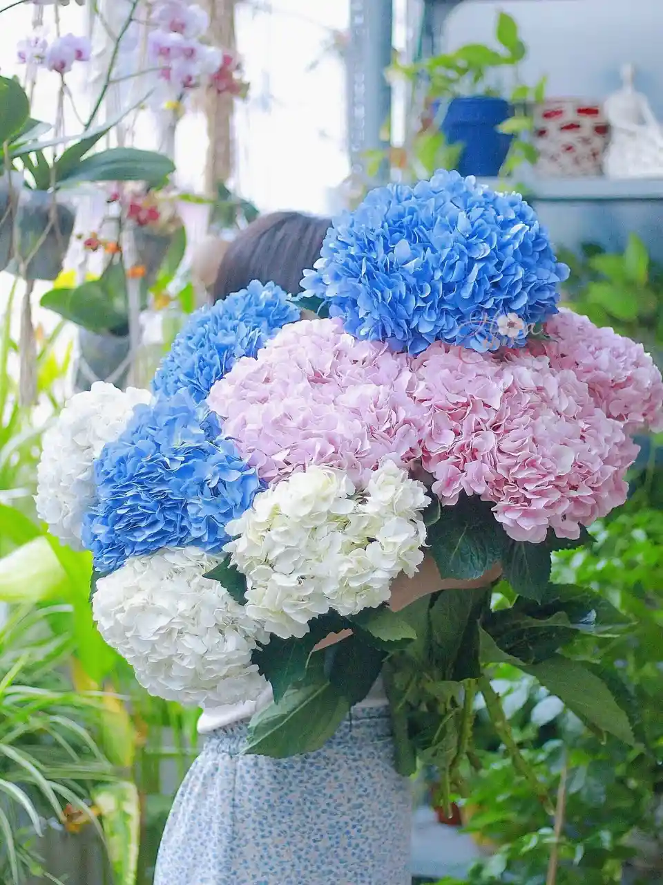 Hoa Cẩm Tú Cầu tặng người yêu