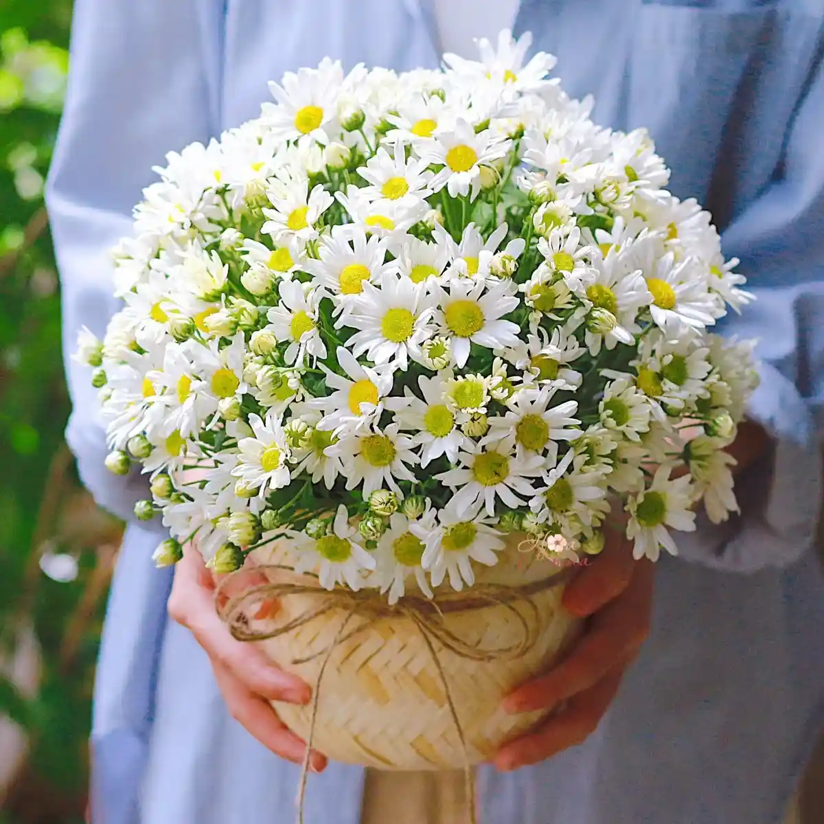 Hoa Cúc Họa Mi tặng người yêu
