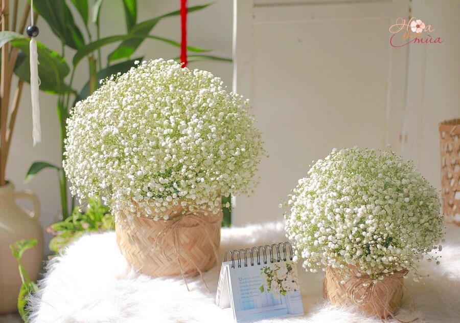 hoa tặng vợ đẹp