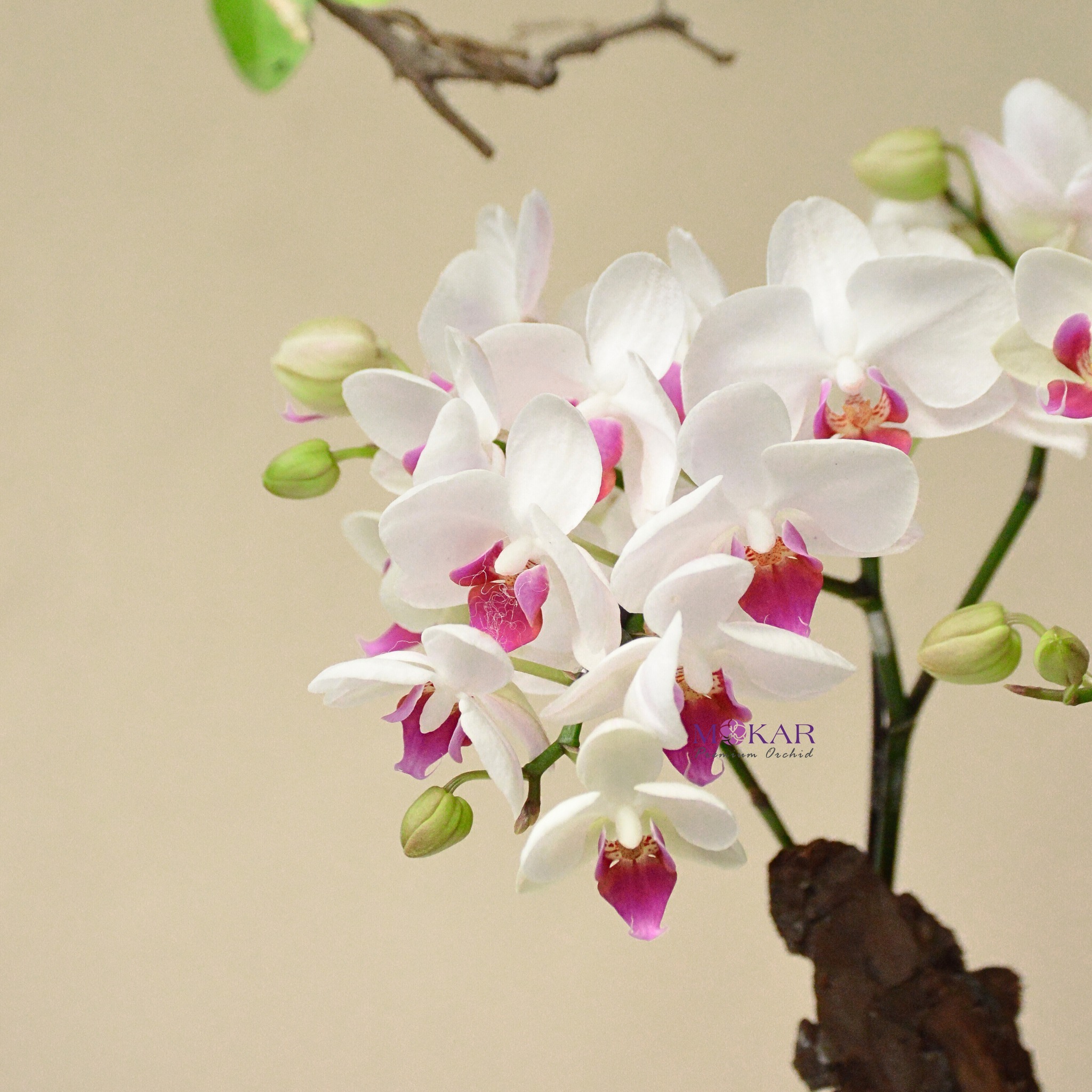 hoa lan hồ điệp trắng