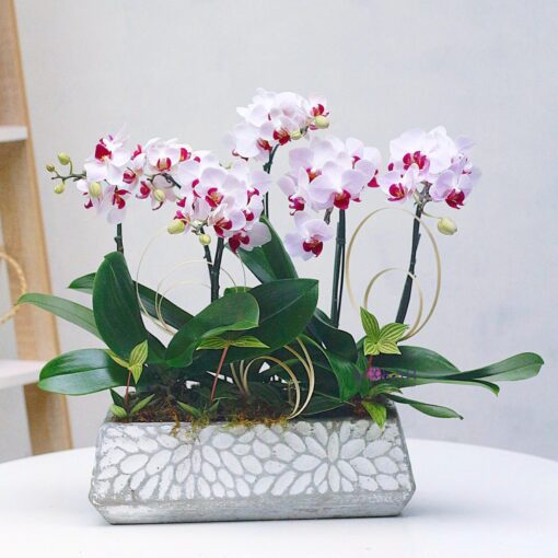 hoa lan hồ điệp trắng