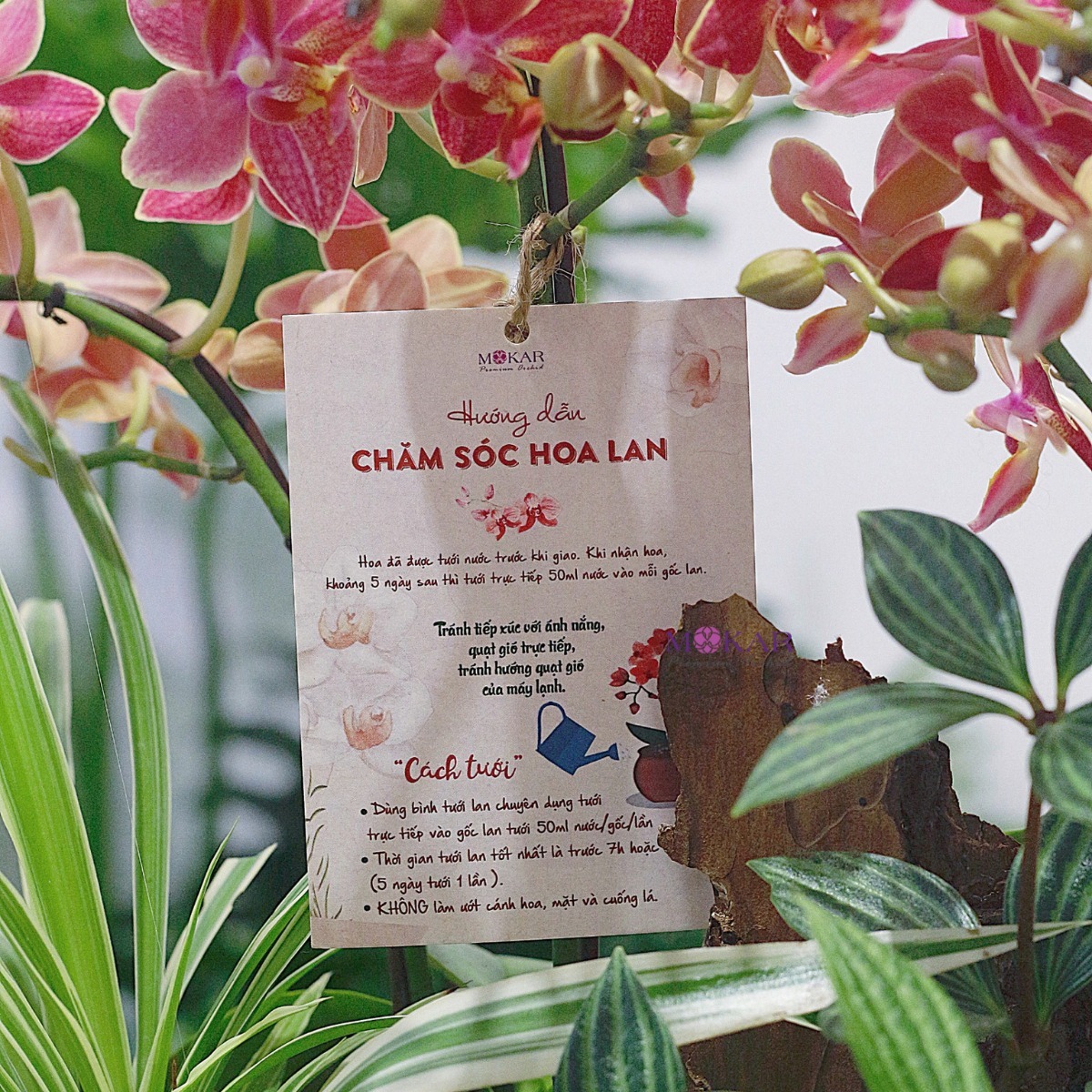 hoa lan hồ điệp tím