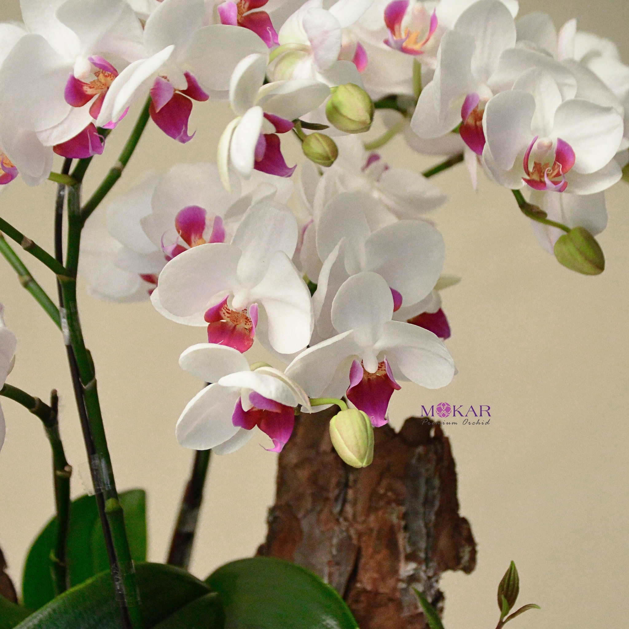 hoa lan hồ điệp trắng