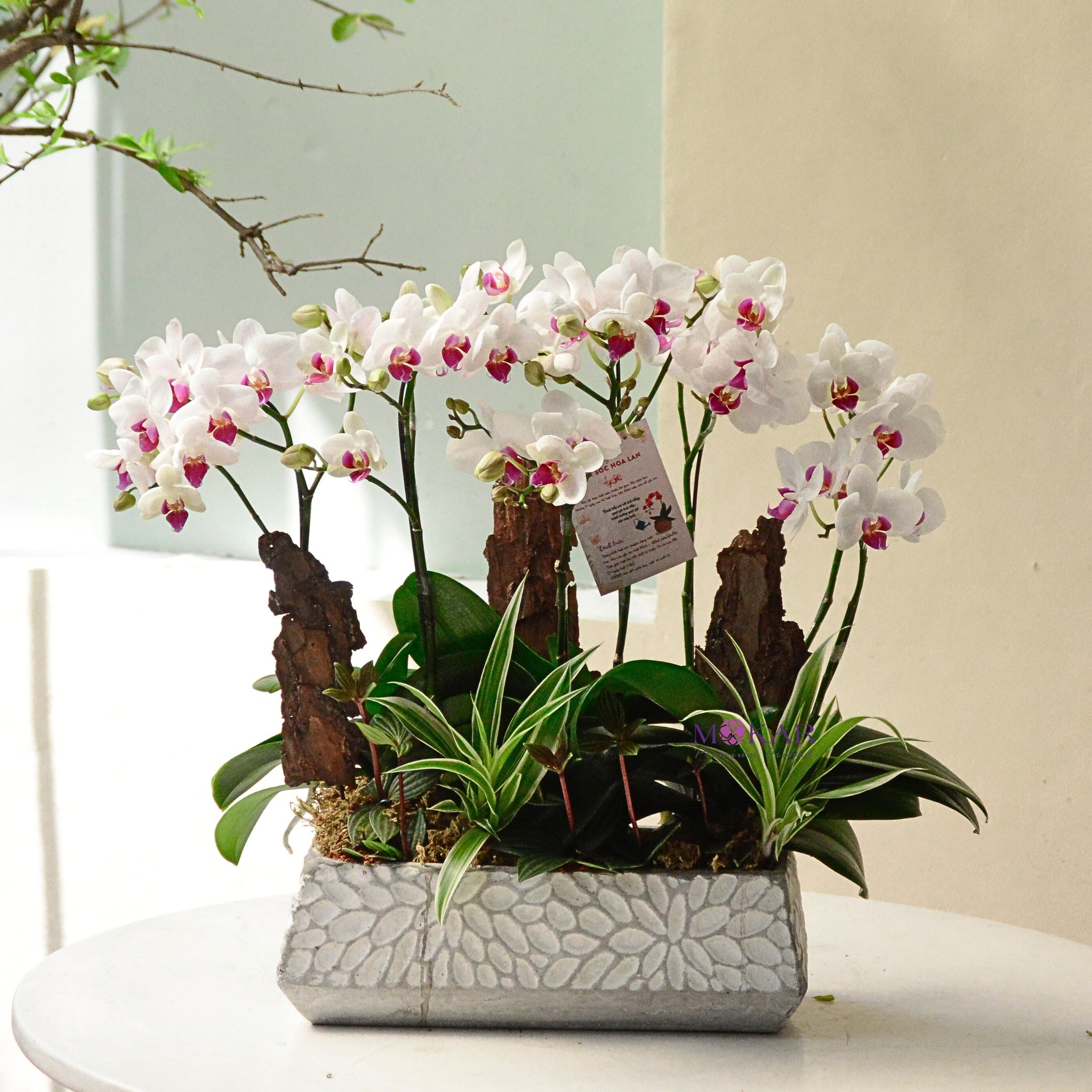 hoa lan hồ điệp trắng