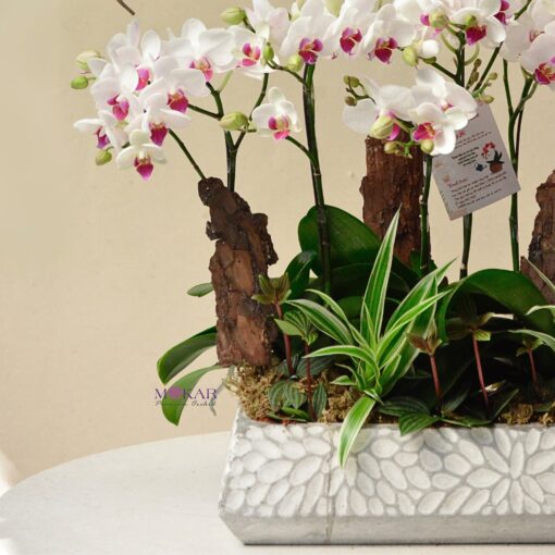 hoa lan hồ điệp trắng