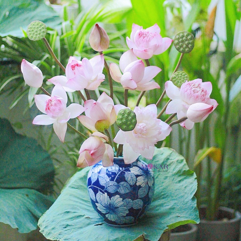 bông hoa sen