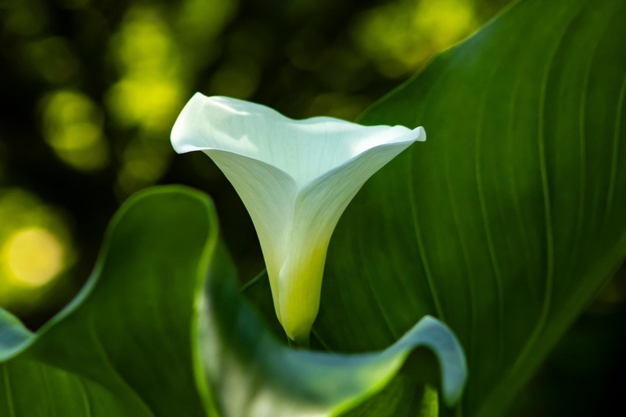 Hoa Calla Lily