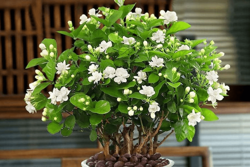 hoa chưng bàn thờ phật