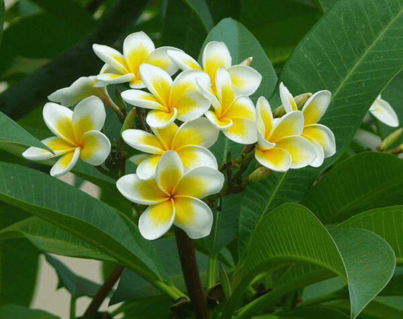 hoa chưng bàn thờ phật