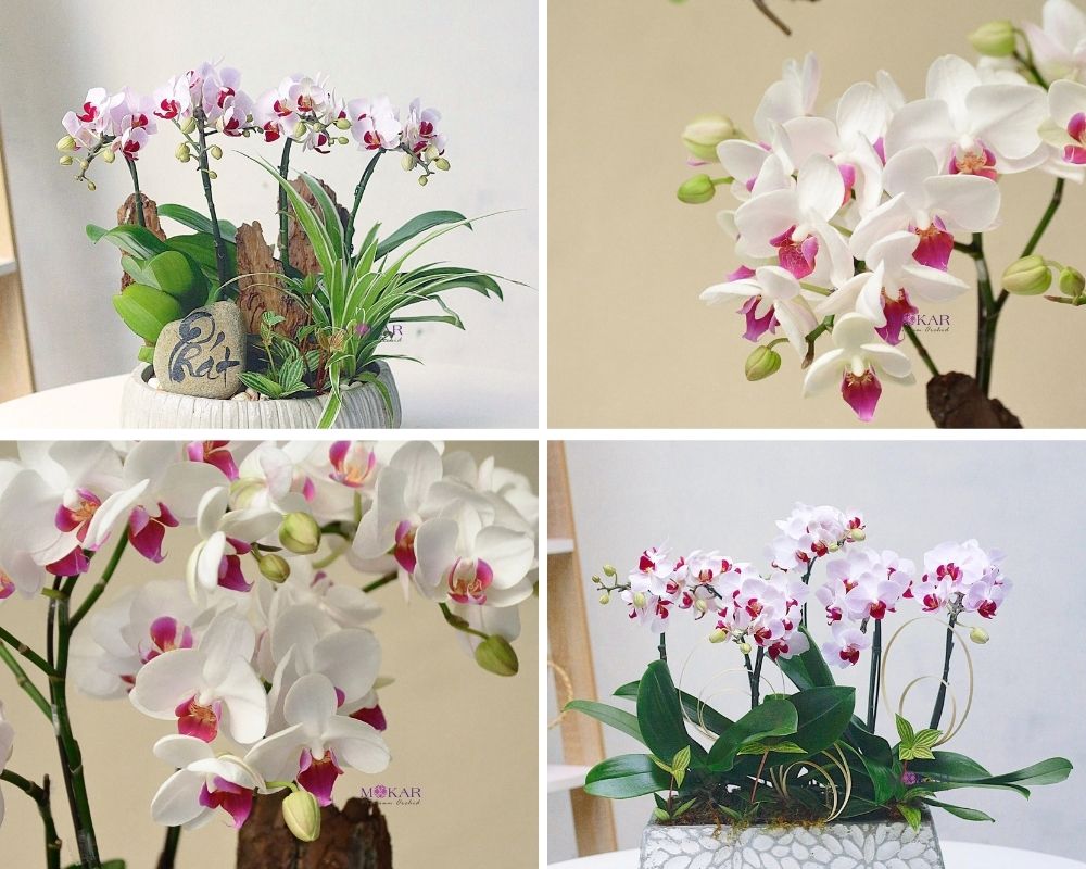 lan hồ điệp chậu