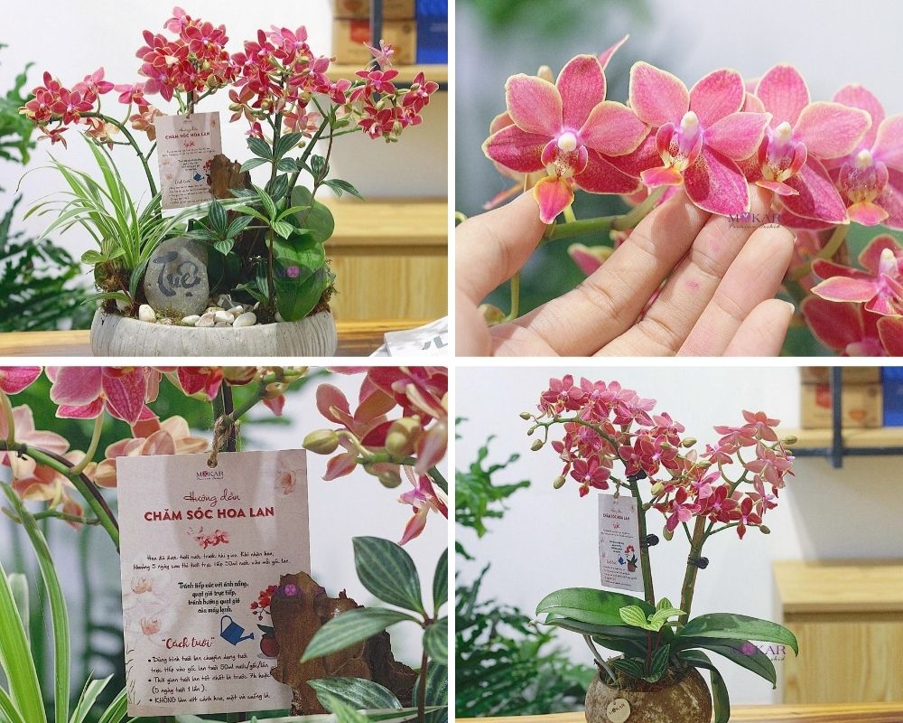 chậu hoa lan giá rẻ