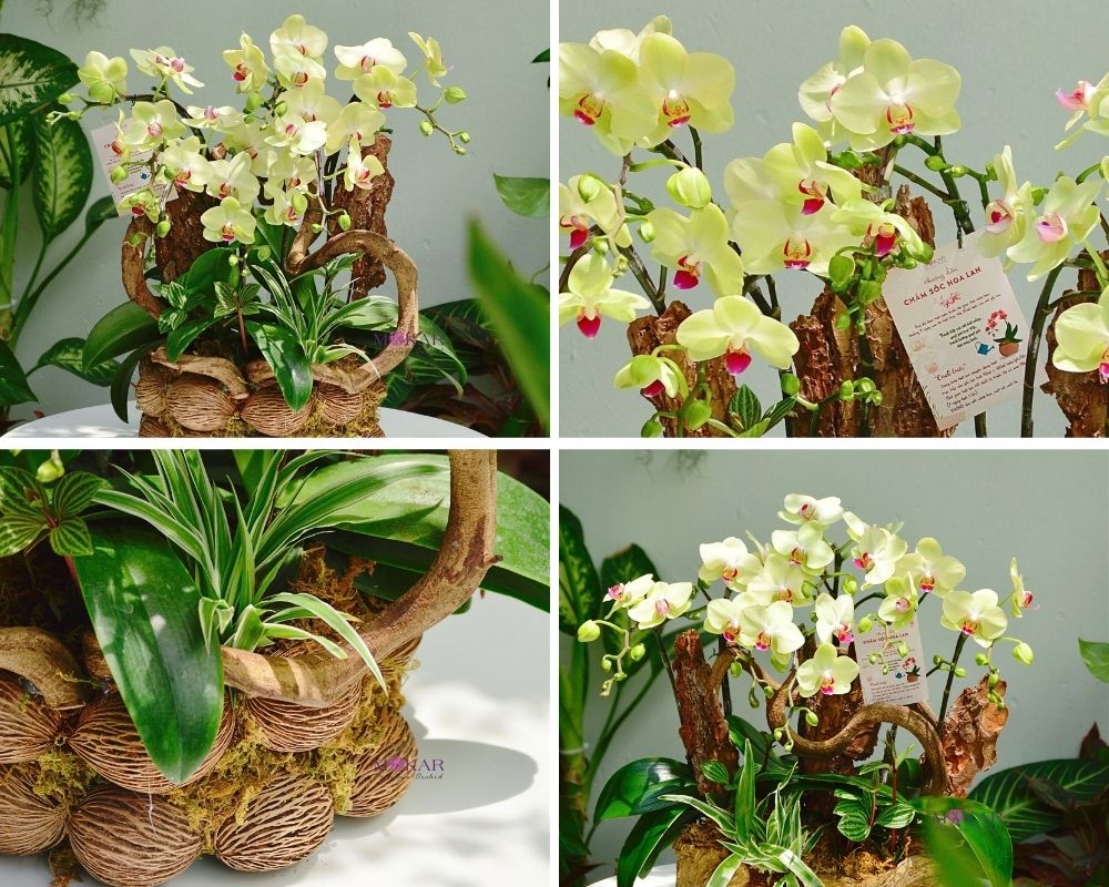 bình lan hồ điệp
