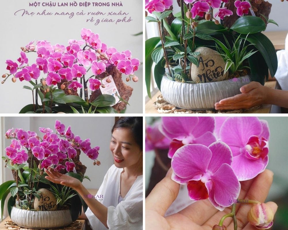 hoa lan hồ điệp