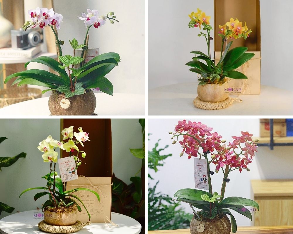 lan hồ điệp đẹp
