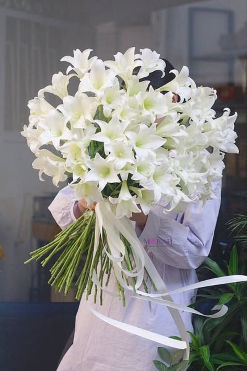 hoa loa kèn
