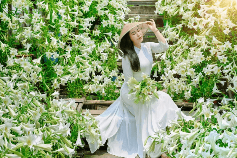 hoa loa kèn hà nội